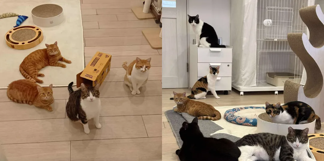 保護猫たちの、家族さがし譲渡会